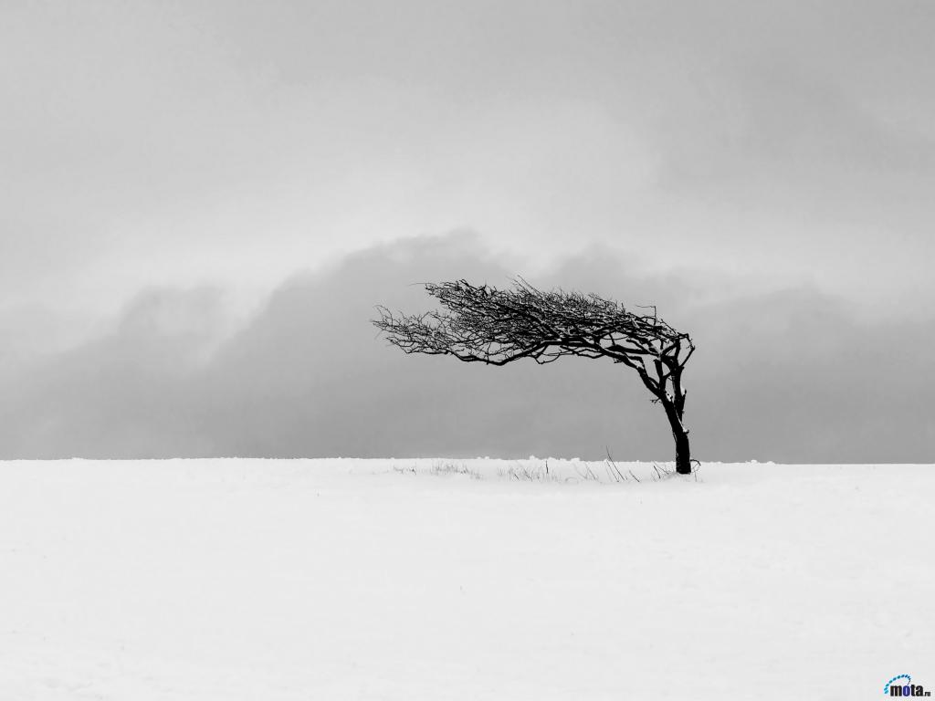 wind blown tree in the snow