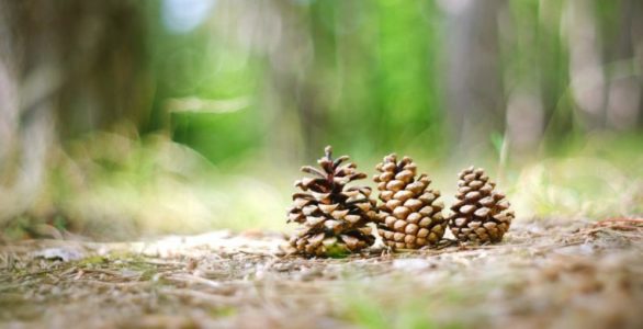 pine cones in spring feature scene