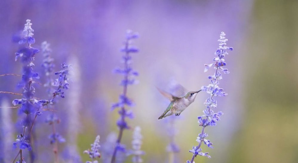 humminbird feature flower lilac