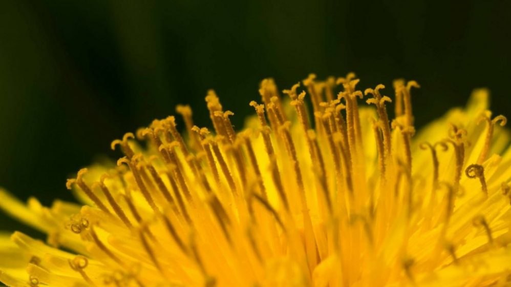 Devotional on dandelions and weeds