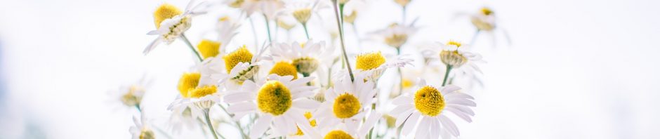 white daisy flowers feature