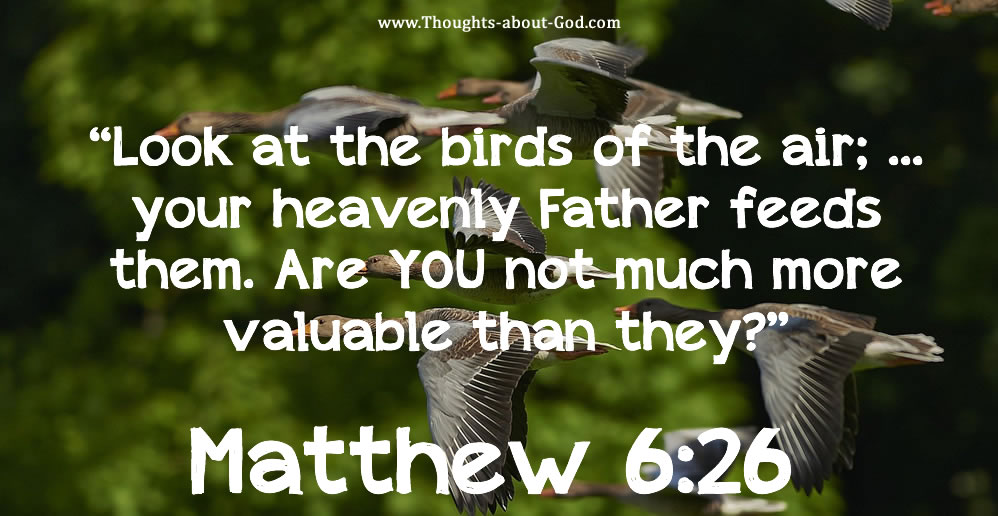 Matthew 6:26 Look at the birds of the air; ... your heavenly Father feeds them. Are YOU not much more valuable than they?