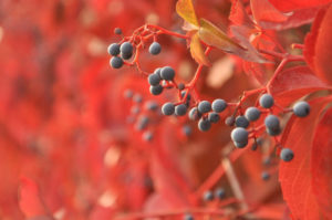 autumn feature scene red