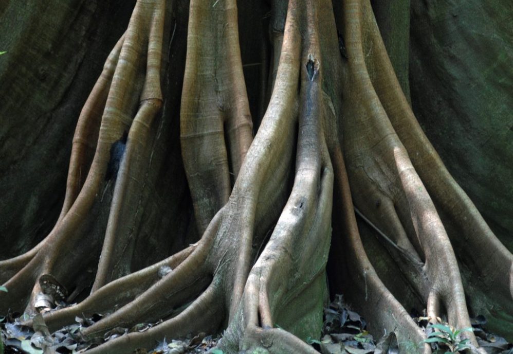 Devotional on growing deep roots of your faith