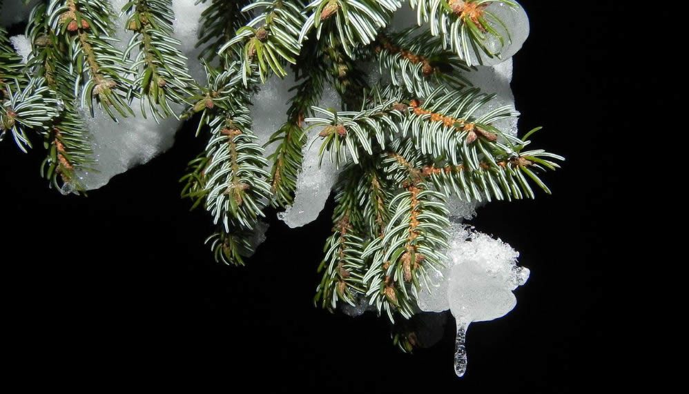 fir tree branch winter snow