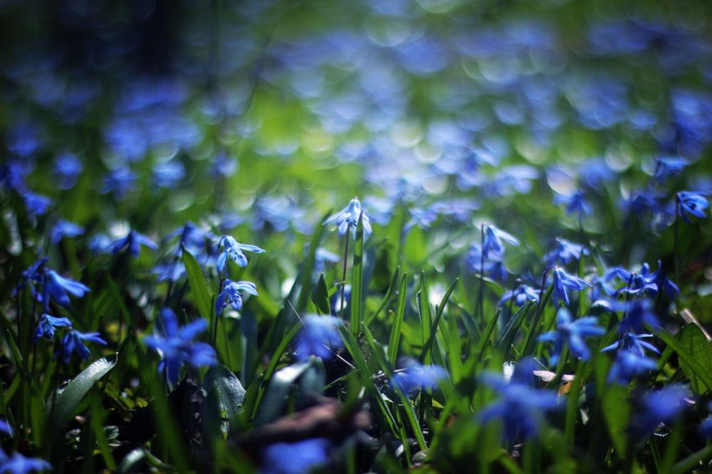 A field of grass and blue flowers