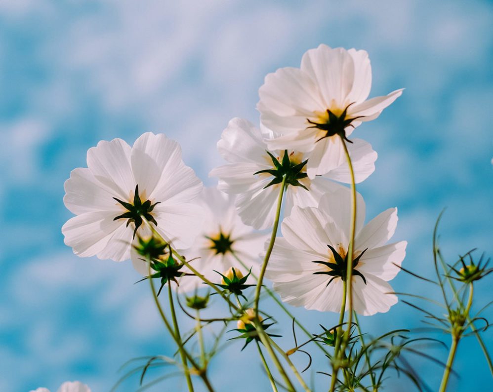 Zoomed in photo of a group of white flowers