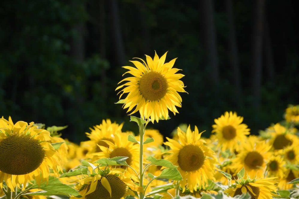 A single tall sunflower amongst a field of sunflowers